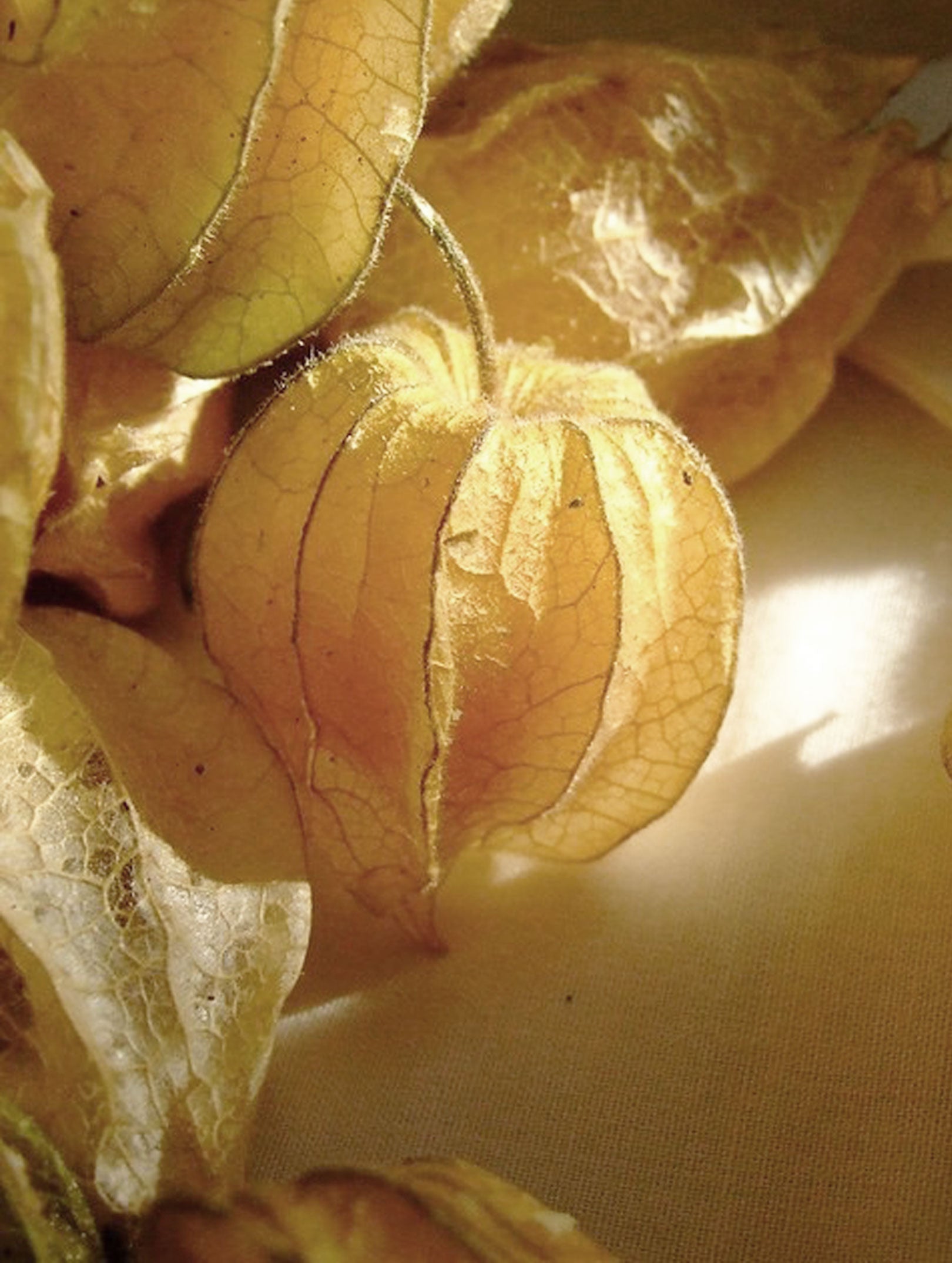 Gentle Cleansing Milk